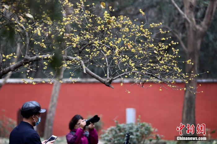 南京明孝陵蜡梅绽放吸引游客