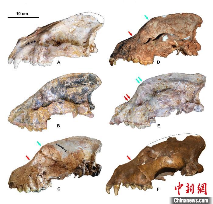 三种短吻硕鬣狗亚种的头骨形态比较。刘金毅 供图