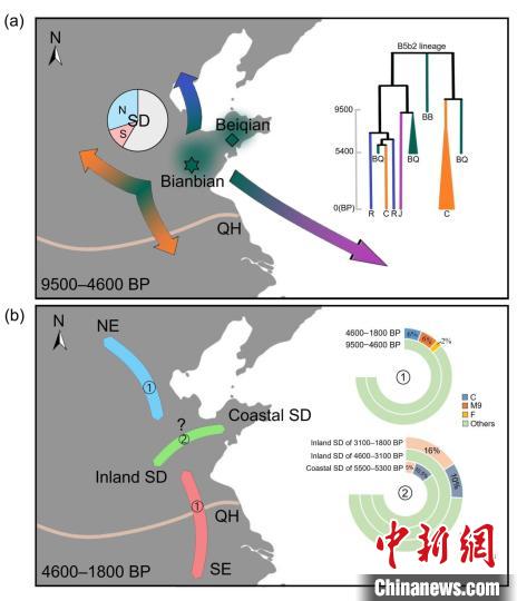 古DNA揭示山东人群跨7700年演化：母系遗传结构具多样性