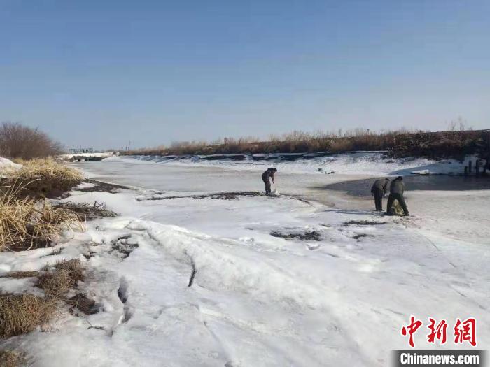 雪未融鸟已归中国北疆投食6.6万斤为候鸟“接风”