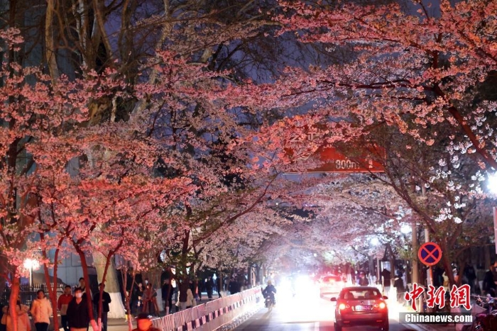 南京街头“夜樱”烂漫别有韵味