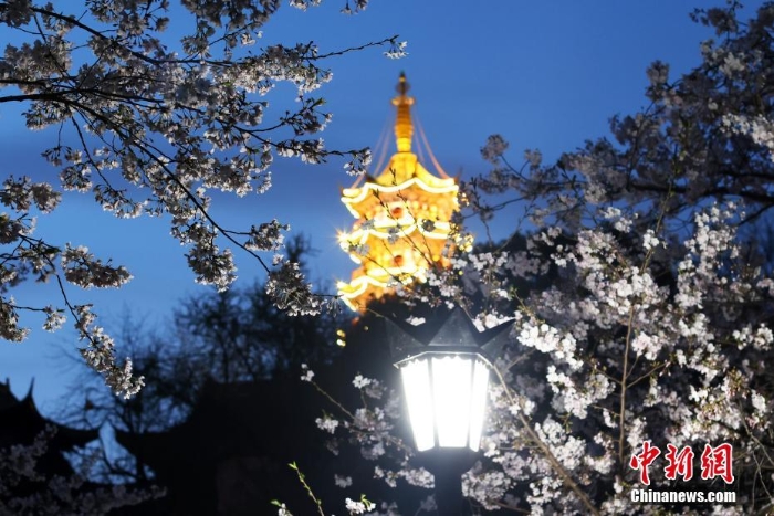 南京街头“夜樱”烂漫别有韵味