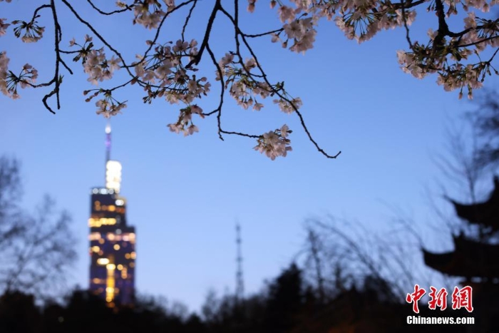 南京街头“夜樱”烂漫别有韵味