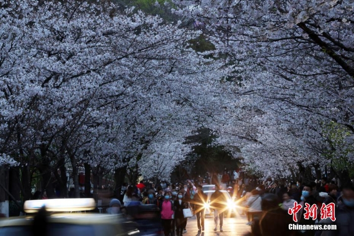 南京街头“夜樱”烂漫别有韵味