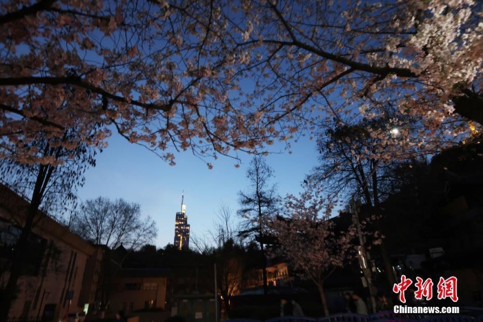 南京街头“夜樱”烂漫别有韵味