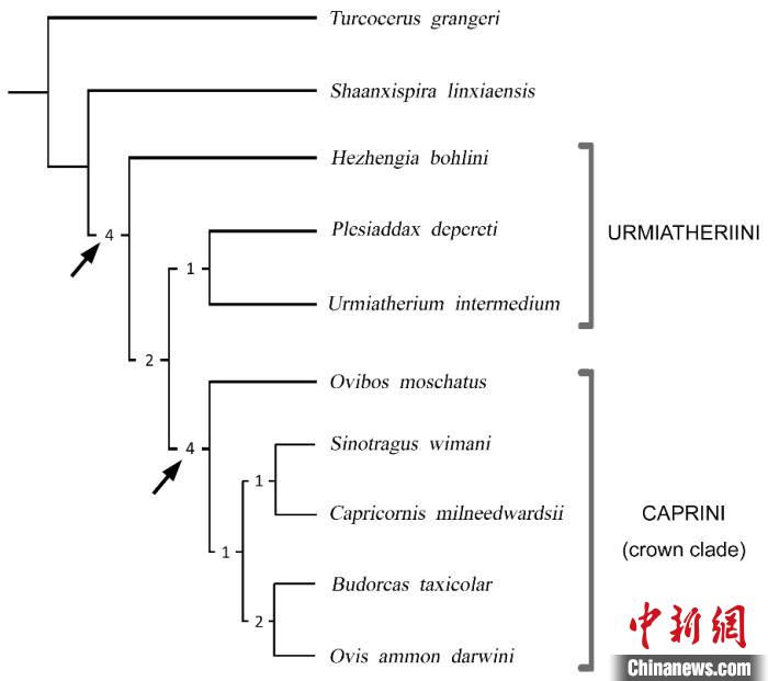 八百多万年前化石是牛还是羊？中国学者研究梳理说端详