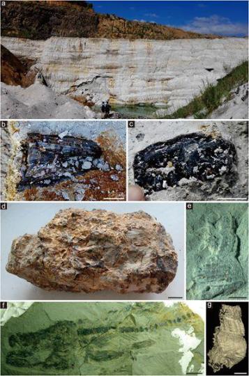 漳浦生物群产地的野外露头和各类化石。中国科学院南京地质古生物研究所 供图 南古所 供图 摄