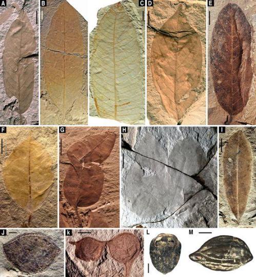 漳浦生物群的代表性植物化石。中国科学院南京地质古生物研究所 供图 南古所 供图 摄