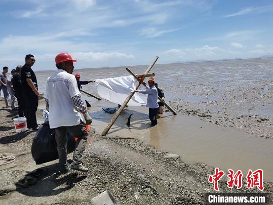 民众为搁浅的海豚搭建防晒网 浙江省临海市宣传部供图