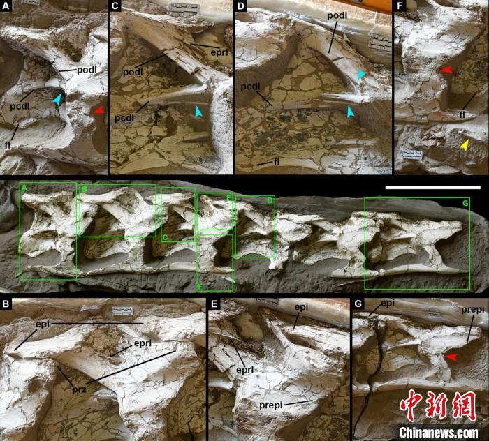 中国丝路巨龙化石正型标本。　中科院古脊椎所 供图