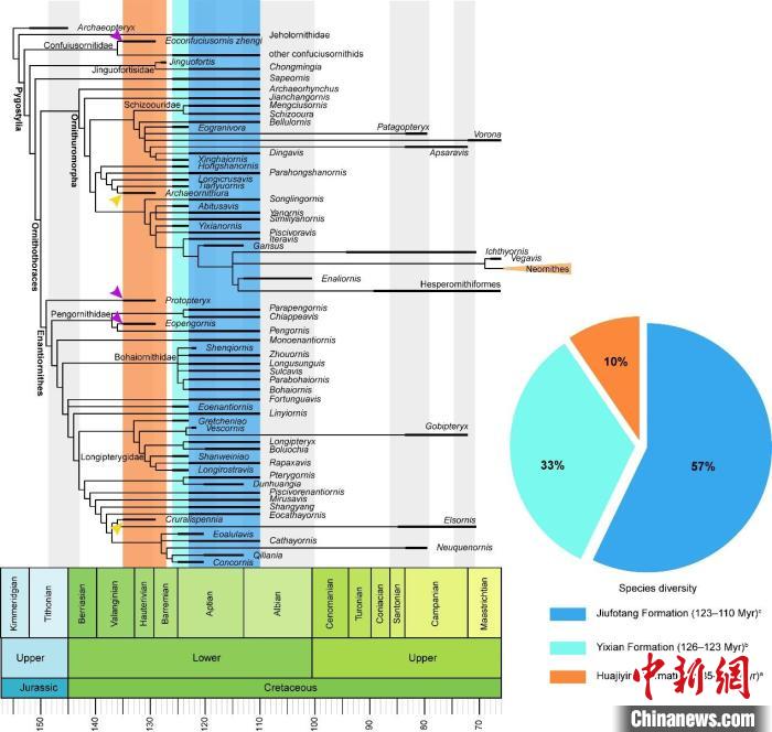 热河生物群3个演化阶段中鸟类物种多样性的变化：阶段I分布范围局限，阶段II和III分布范围更广。　中科院古脊椎所 供图