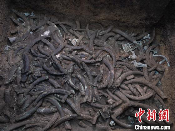 祭祀坑内大量象牙层层叠叠。　四川省文物考古研究院供图