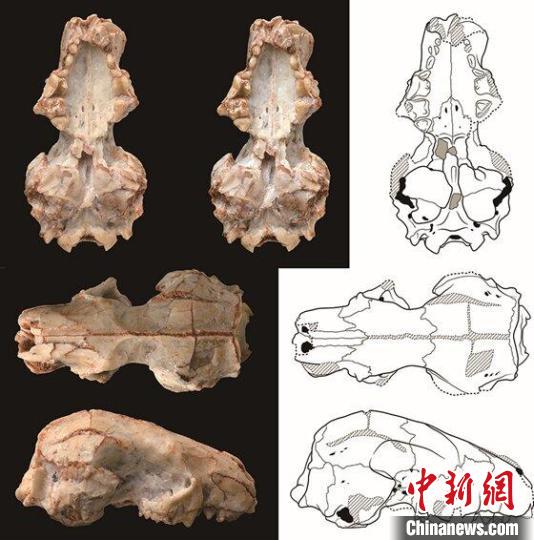 中国新发现2000万年前短面猬化石与北美“亲戚”更密切