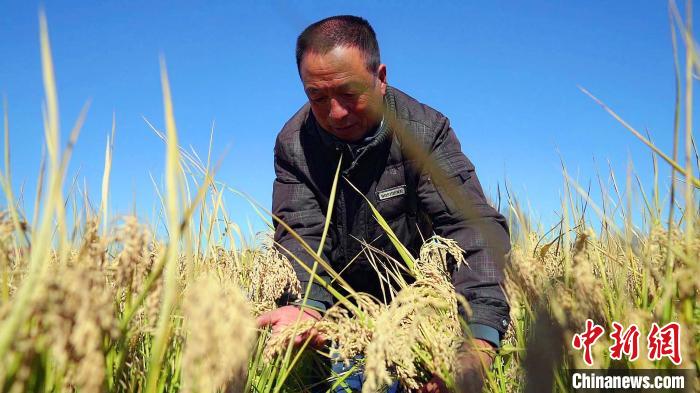 专业合作社成员在评估水稻收成。　戴明晨 摄