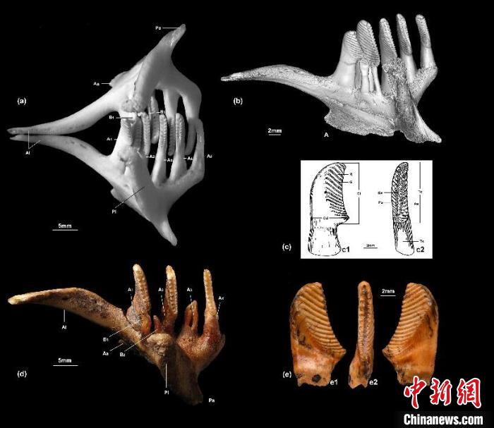 相关草鱼咽骨及其咽齿、行齿等扫苗图。　中科院古脊椎所 供图