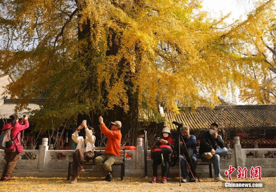 北京：秋染潭柘寺 千年银杏披“金甲”