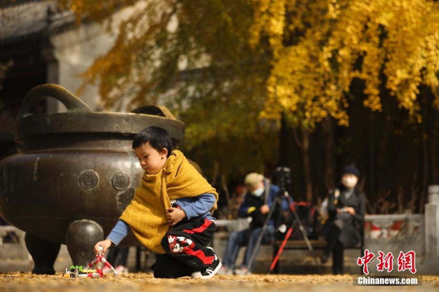 北京：秋染潭柘寺 千年银杏披“金甲”