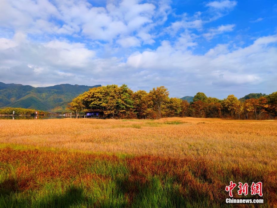 湖北神农架大九湖最美秋景“上线”