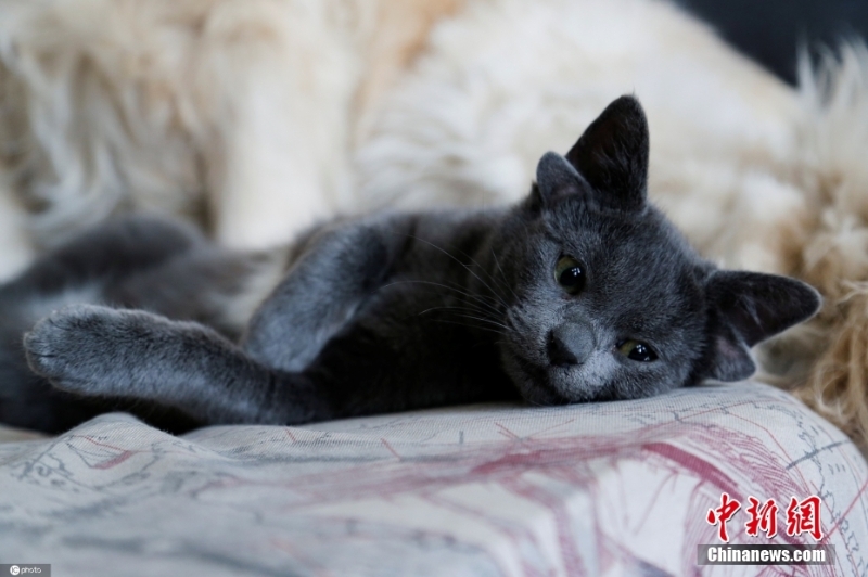 耳内有耳 土耳其一猫咪天生四只耳朵走红网络