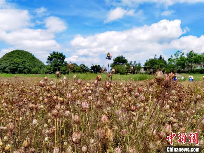 图为台资企业在贵州六盘水种植的香药草。　周燕玲 摄