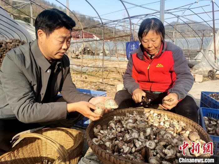 南漳县薛坪镇普陀庵村，村民在易迁安置点的香菇合作社务工 胡传林 摄