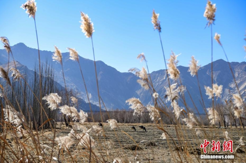 西藏拉萨：茶巴朗湿地冬景