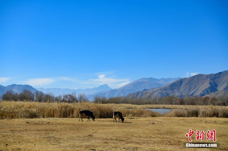 西藏拉萨：茶巴朗湿地冬景