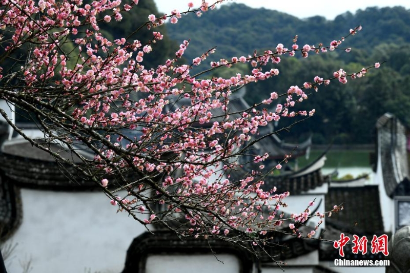 福州千年古刹梅花盛开迎客来