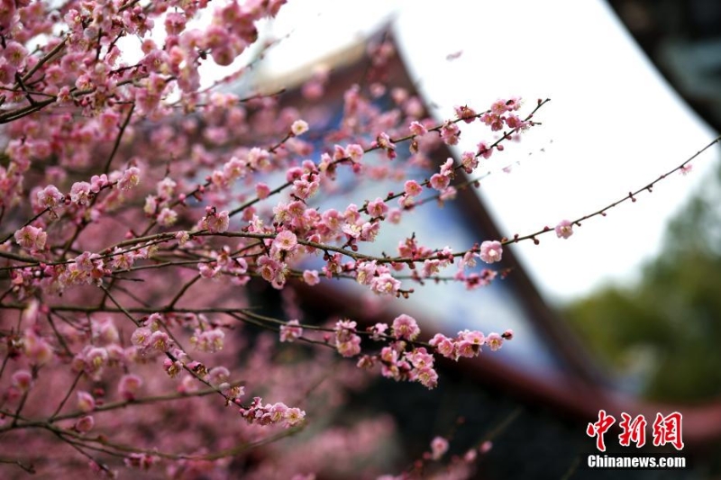 福州千年古刹梅花盛开迎客来