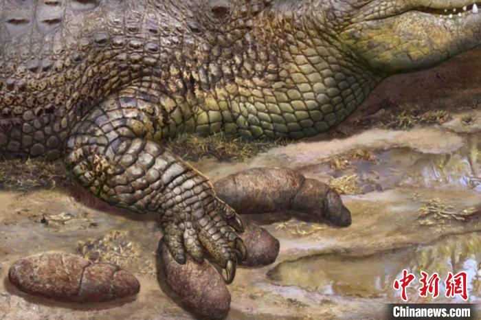 世界首例鳄鱼足印粪便化石标本的艺术复原图。　张宗达 绘制 摄