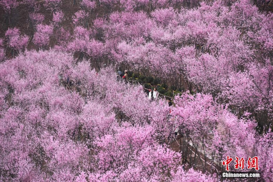 初春时节 重庆大面积梅花盛开分外夺目