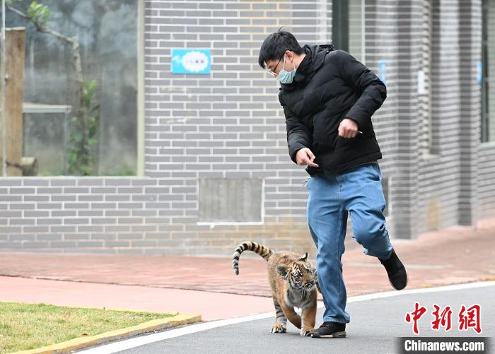 饲养员带着小华南虎在基地“兜风” 陈骥旻 摄