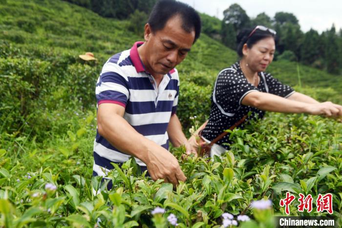 杨旻伦(左)在茶园采摘茶叶。　蒋雪林 摄