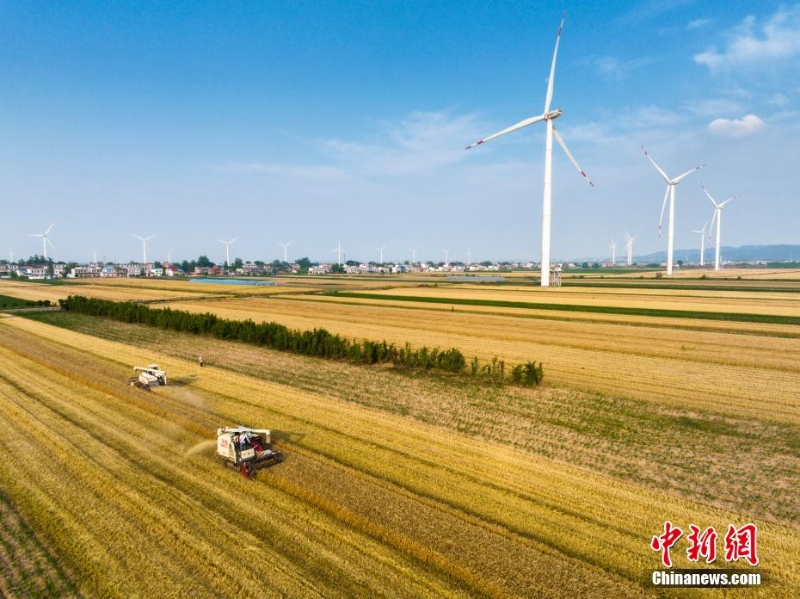 航拍江西九江田园麦浪滚滚 金色大地丰收场景美如画