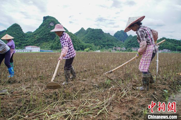 图为马山县永州镇胜利村村民正在犁地。　陈冠言 摄