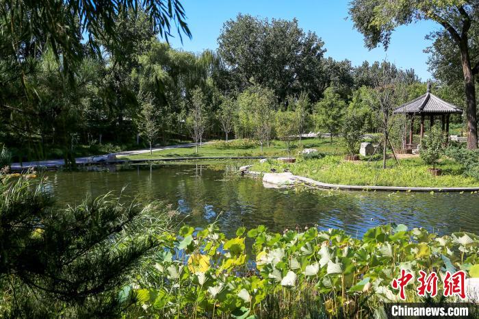 圖為北京玉淵潭公園溼地. 北京市園林綠化局供圖