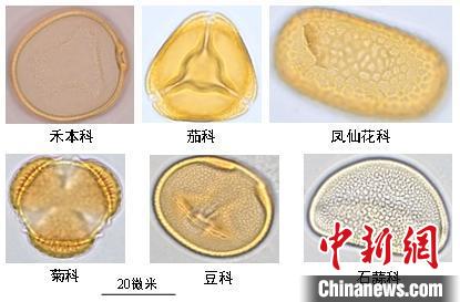 古生态最新研究：秦汉以来人类活动显著降低中国东部植物多样性