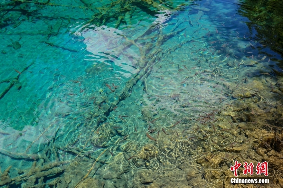 夏日九寨沟山风水韵 自然纯净宛如童话世界