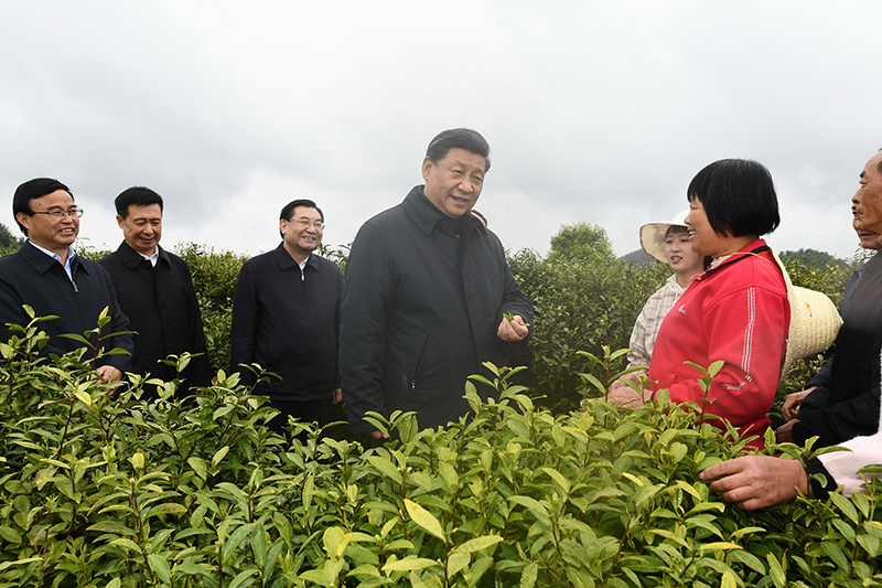 　2020年4月21日，习近平总书记在陕西省安康市平利县老县镇蒋家坪村女娲凤凰茶业现代示范园区，同茶农们亲切交谈。