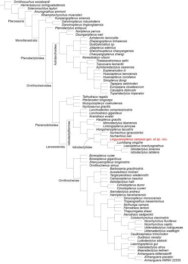 坎波斯凌源翼龙的系统发育位置。　徐亦知 供图