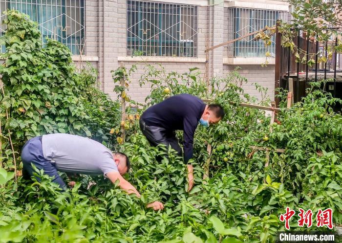 乌鲁木齐市沙依巴克区克西路社区，居民整理花园里种植的蔬菜。　钟欣 摄