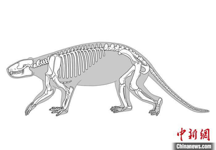钝脚类全棱兽(成年)艺术重建图(图片来自S Shelley)。　施普林格·自然 供图