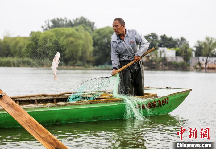 一条大鱼被渔民用抄网捞起。　陈康 摄