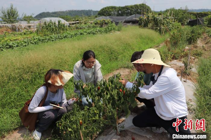 师生在普查外来入侵生物 林萱 摄