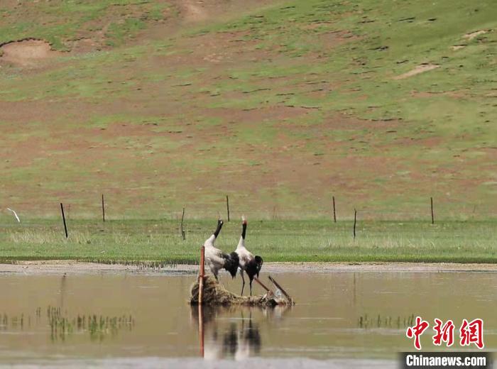 图为“高原仙子”黑颈鹤。　泽库县委宣传部 供图