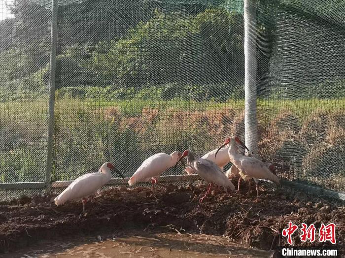 “鸟中国宝”朱鹮再入湖南