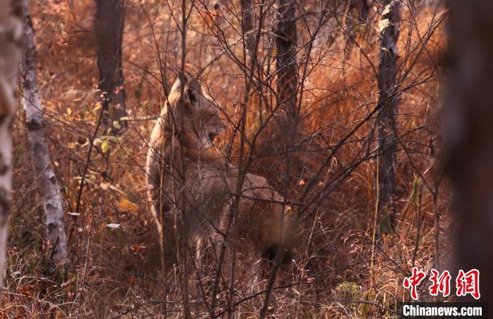 深林见“大猫”采风团偶遇国家二级保护动物猞猁