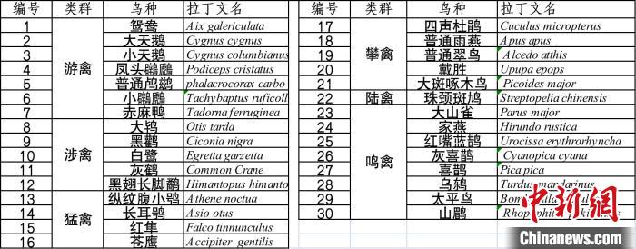 十万余人次投票雨燕等30种鸟获选“首都市民最喜爱的鸟”