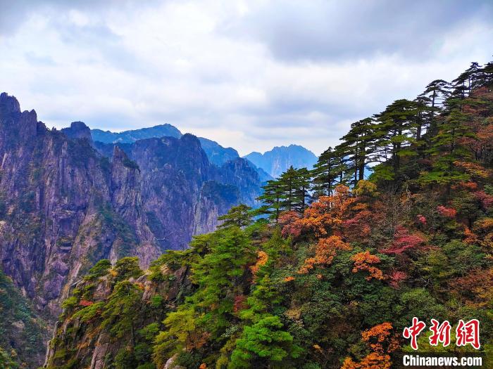 黄山风景区树木色彩分层，红黄相间。陈伟 摄