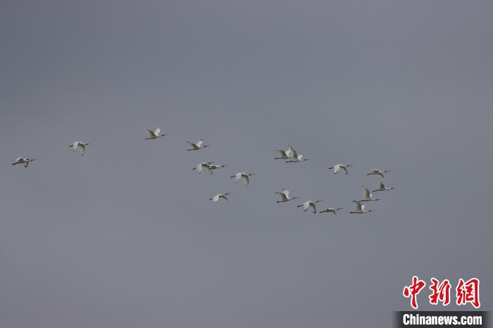 有记录以来最早！“黑面舞者”黑脸琵鹭飞抵福建兴化湾